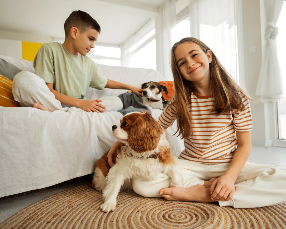 pet food automatic dispenser