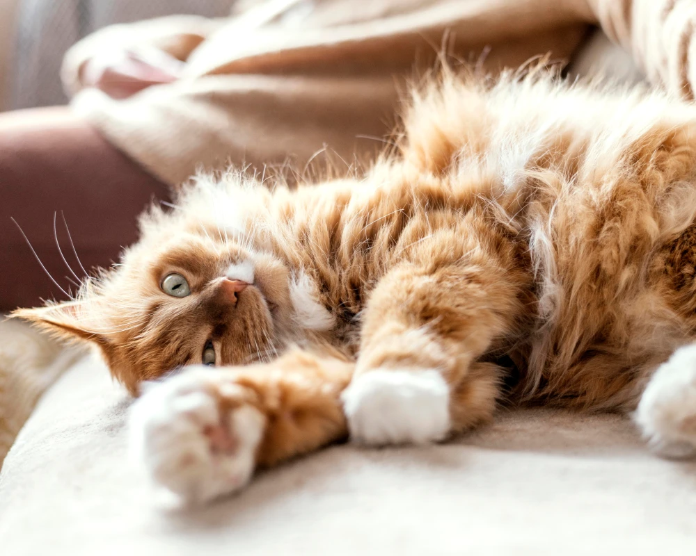 best automatic pet feeder