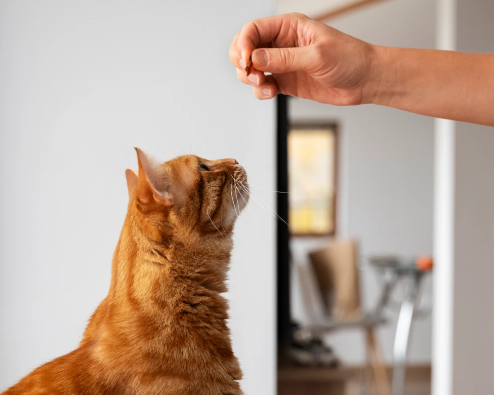 pet automatic feeder dispenser